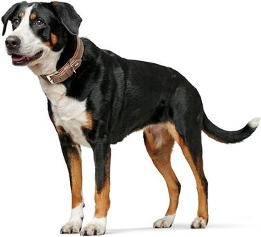 Нашийник для собак HUNTER PORTO, шкіряний, tabak/cognac, ручної роботи, розмір 40