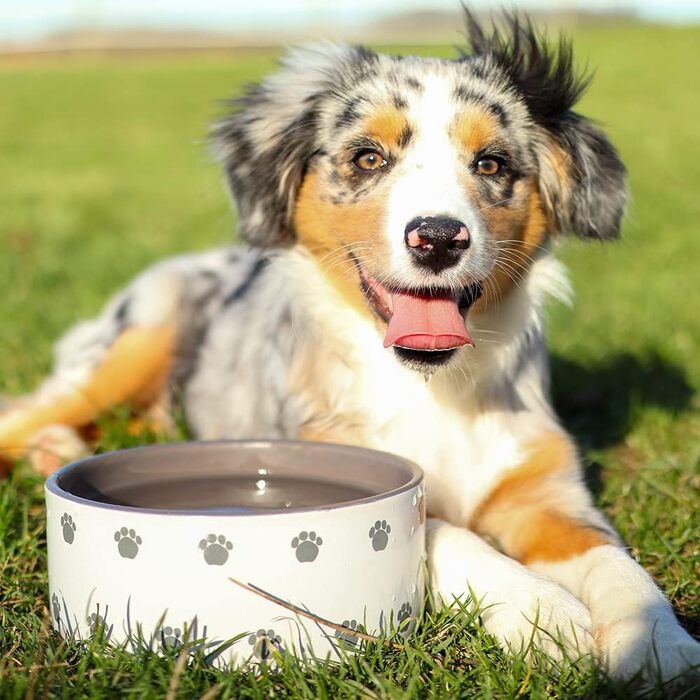 Керамічна миска для собак Nobby PATA кремового кольору, 18x7 см, 1.1 л