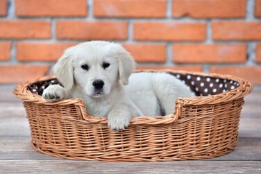 Корзина для собак та котів з плетеної лози e-wicker24, 75x75 см, з подушкою