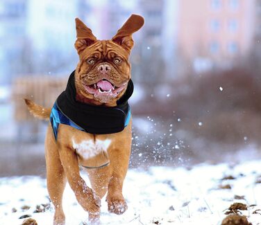 Теплий зимовий одяг для собак, куртка для собак з захистом живота, зимова куртка для собак зі світловідбиваючими елементами, двостороння куртка для собак, одяг для собак з отвором для шлейки, блакитна, розмір S