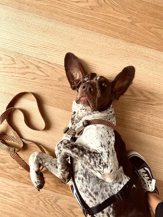 Шлейка для собак ORSO® H з 5 точками регулювання, жовто-помаранчевий/чорний, розмір L