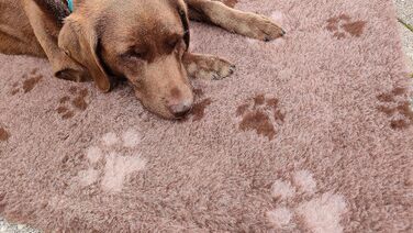 Підстилка для собак Drybed, розмір 100x80 см, коричнева, антиковзаюча, для відпочинку та сну