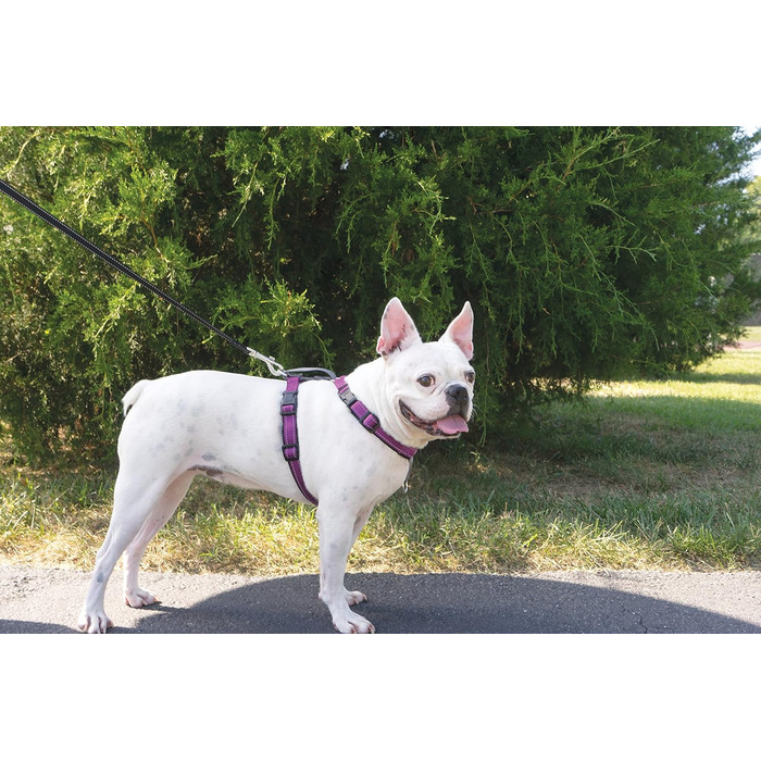 PetSafe 3-в-1 шлея для собак, анти-затяг, для авто, з ручкою, світловідбивачі, розмір M, чорний, синій, фіолетовий