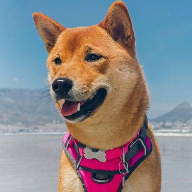 Шлея для собак Red Dingo DH-PH-HP-ME, м'яка, розмір M, рожевий
