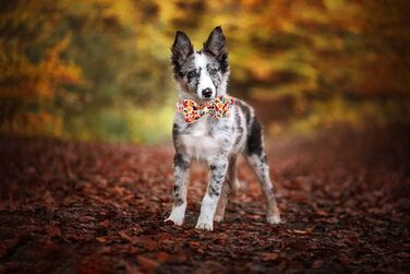 Елегантний ошийник для собак Herbst-Hundehalsband з бантиком, унісекс, регульований, м'який, для великих собак, 1 шт., листя клена