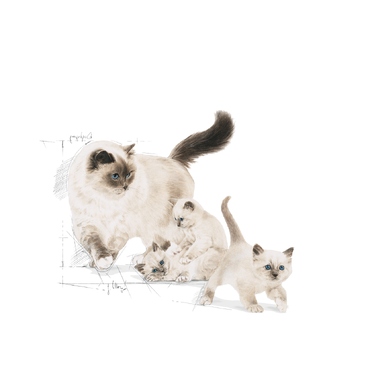 Корм Royal Canin Mother & Babycat для кішок-матерів та кошенят, 4 кг