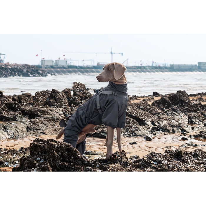 Водонепроникний комплект для собак BT Bear: жилет, дощовик, жилетка, шлейка, 6XL, сірий