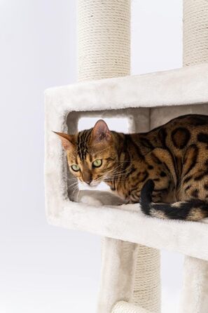 Дряпка для котів Petrebels Parklane 175 см, преміум, з XXL гамаком, спальним будиночком, диваном і товстими стовпами, бежево-кремова