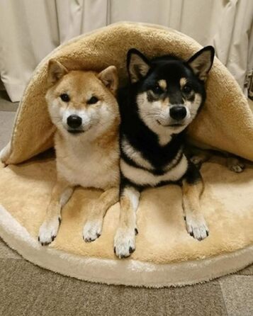 Кругле ліжко для собак та котів Shiba Inu з м'якого плюшу. Лежанка для домашніх тварин, велике ліжко для собак.