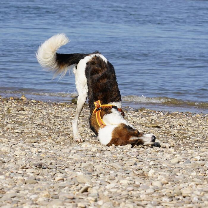 Нагрудник для собак Goldglöckchen, розмір S (52-64 см), колір золотий