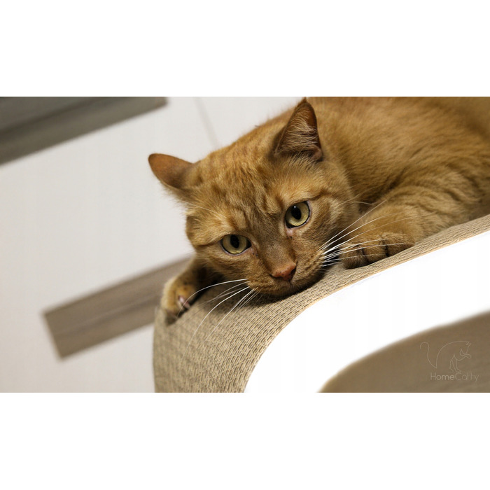 Великий картонний кігтеточка-ліжечко для котів HomeCatty, 75x26x25 см