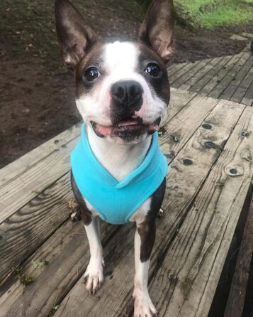 Теплий пуловер Gooby для собак - рожевий, розмір L, флісова жилетка з повідком, зимовий одяг для маленьких собак, унісекс