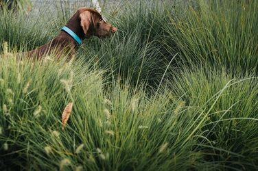 Нашийник для собак HUNTER CONVENIENCE COMFORT, турквіс, з неопреновим наповнювачем, водостійкий, легкий у догляді, для спорту та відпочинку, розмір 45