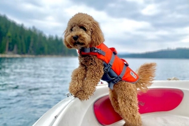 Жилет Outward Hound, помаранчевий, розмір M
