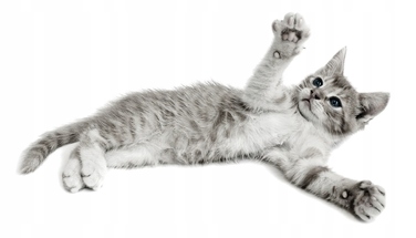 Лоток-туалет для котів ZUMA SECOND LIFE ECO, синій, італійська преміум-якість