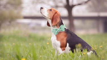 Унікальний нашийник для собак і котів з бантом Unique Style Paws, регульований, для малих, середніх і великих порід, обхват 25,4–40,6 см