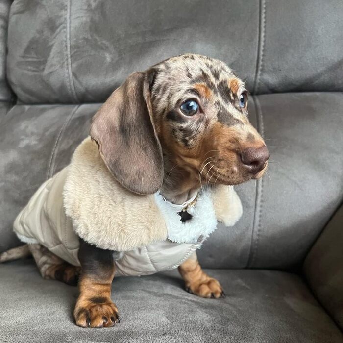 Зимовий одяг для собак: теплий водонепроникний зимовий одяг для собак з флісу, жилет для собак та котів (XXL, бежевий)