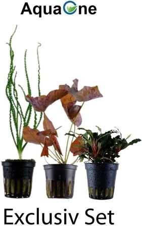 Набір акваріумних рослин 3 шт. Ексклюзив: Crinum calamistratum, Bucephalandra 'Kedagang', Nymphaea Lotus для акваскейпу