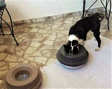 Тринapф для собак Tilty Bowl XL (Крем)