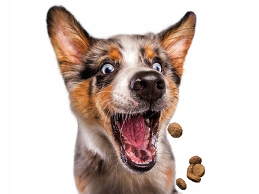 Сухий корм Josera JosiDog Economy для активних собак з куркою, 15 кг