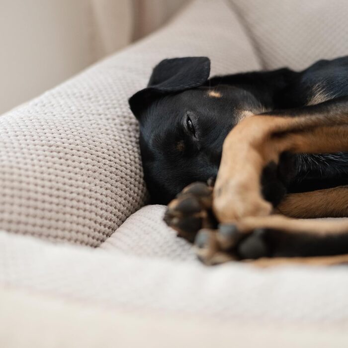 М'яке ліжко для собак 4L Textil Teo, бежеве, 100x80 см. Знімний та пральний чохол, корзина для собак середнього розміру, зручне собаче ліжко.