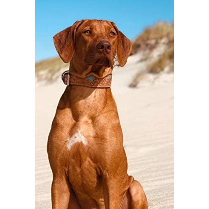 Обідній шкіряний нашийник для собак Mariano, бежевий, блакитний, коричневий, з візерунком квітів, розмір 24-28,5 см