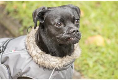 Теплий зимовий пуховик для собак Chiara з шлейкою, сірий, розмір L, з відбиваючими смугами та штучним хутром