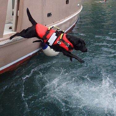 Alp Design Delphinus: Плаваюче спорядження для рятувальників собак. Рятувальний жилет для собак, розмір S, до 25 кг, виготовлено в Італії