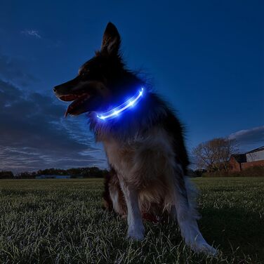 Світлодіодна нашийник для собак ASBRILL з підзарядкою, 7 кольорів RGB, 8 світлодіодів, регульований, вологостійкий, для маленьких, середніх та великих собак (S, блакитний)