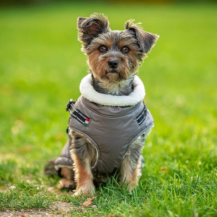 Зимова куртка для собак CHIARA Nick з шлейкою CHJ-2331DB-3 XL - тепла, водонепроникна, вітронепроникна, поліестер, індивідуальна посадка, темно-сіра (M, Сірий)