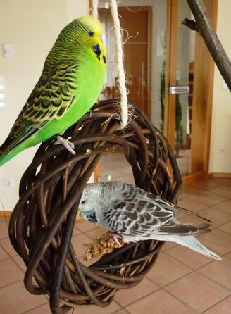 Два смачні дерев'яні кільця з лози для папуг, хвилястих та корел; плетіння з лози. Іграшка для птахів у клітку, вольєр. Ігровий майданчик для птахів для підвішування. 2 дерев'яні кільця 2.0