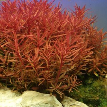 Набір акваріумних рослин AquaOne: 5 різнокольорових водних рослин (Limnophila, Alternanthera, Ammannia, Ludwigia) для середнього і заднього плану акваріума