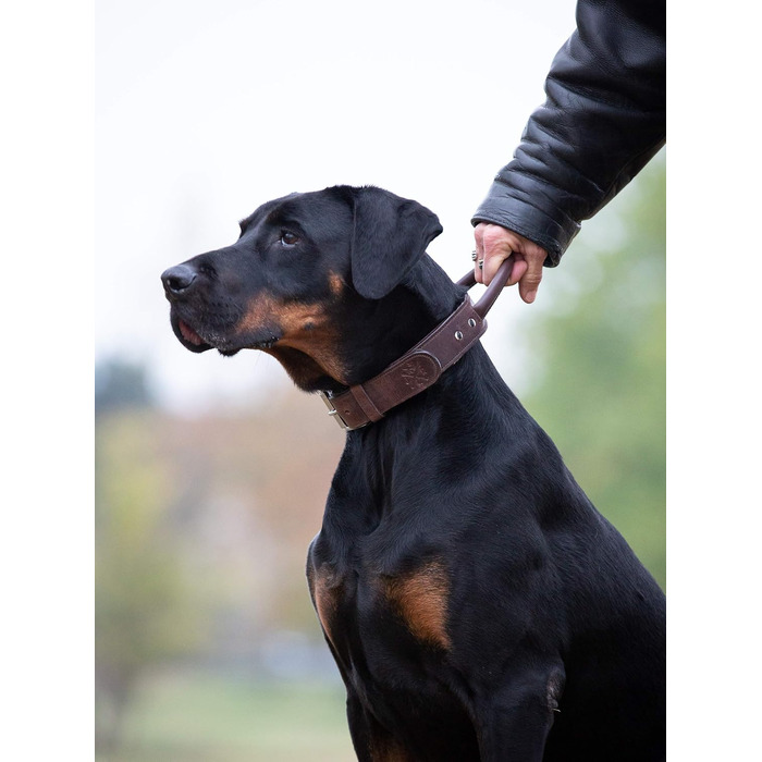 Преміум шкіряний нашийник для собак Джек Рассел з ручкою - міцний нашийник з натуральної шкіри буйвола Jack (L) (48.0-60.0см)