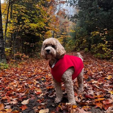 Жилет для собак Jacko & Co з кільцем для повідка – теплий, м'який, дихаючий для цуценят, маленьких та середніх собак, кошенят та котів, чихуахуа, осінь/зима, червоний, розмір M (2,7-4,5 кг)