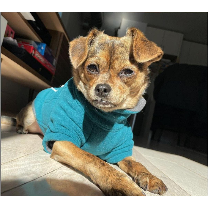 Теплий зимовий костюм для собак BoxDog з поларфлісу, блакитний | для маленьких собак, тепла піджака для собак