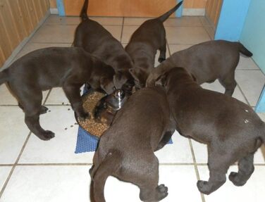 Миска для цуценят SunnyDogs: нержавіюча сталь, діаметр 39 см, з ручкою