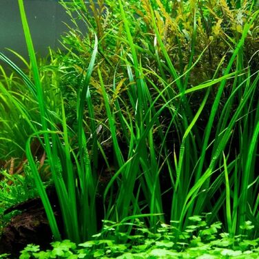 Набір з 5 акваріумних рослин для фону AquaOne: Murdannia, Ludwigia, Cyperus, Alternanthera, Ceratopteris
