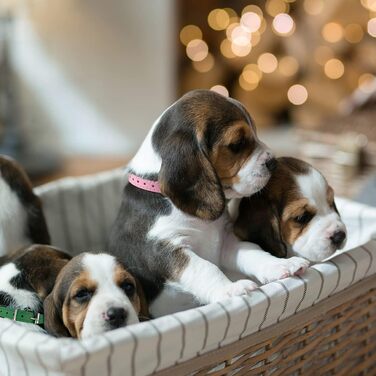 Нашийники для цуценят Periflowin, 14 шт. - м'які шкіряні нашийники для собак та котів, регульовані, для маленьких порід