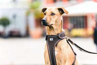 Шлея для собак Belka, коричнева, розмір L