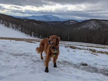 Зимові чоботи для собак великих порід Expawlorer: захист лап від холоду, ковзання та гарячого асфальту. Комплект 4 шт. (Розміри 5 та 7)