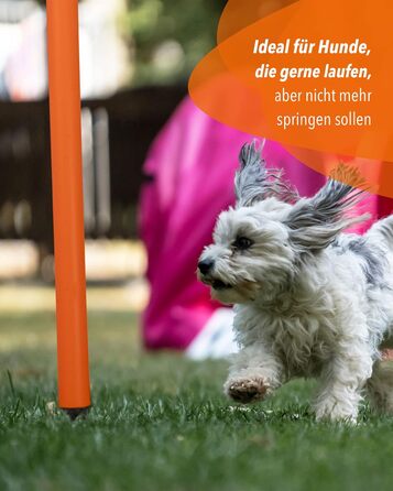 SPORTIKEL24 Superhund Hoopers Hoop – іграшка для аджиліті собак, кільця для хоперс, пластик, блакитна основа з кольоровими арками, VDH-сертифікована, гнучка, стійка до погодних умов (блакитний/жовтий)