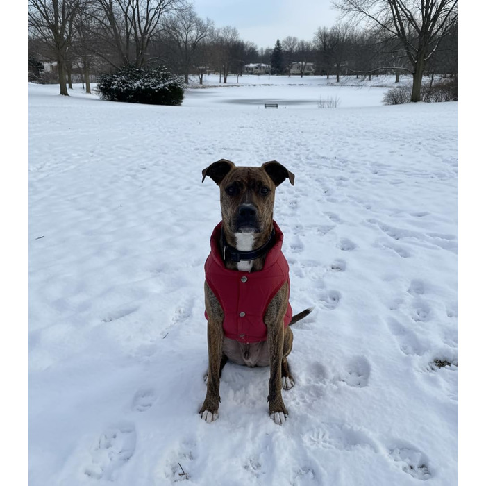Зимовий теплий водонепроникний теплий зимовий одяг для собак великих порід ASENKU, тепла флісова куртка для собак, одяг для собак, 2XL, червоний, XX-Large