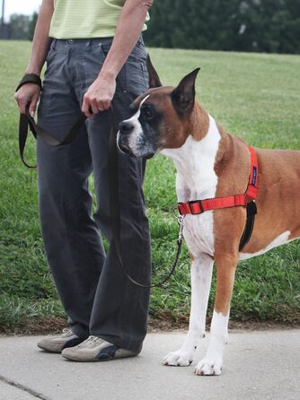Шлея для собак PetSafe Deluxe Easy Walk, преміум якість