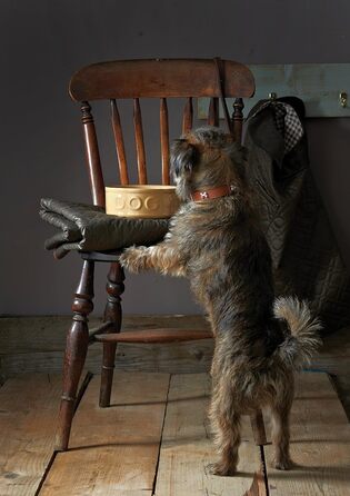 Миска для собак Mason Cash Original Cane з написом 