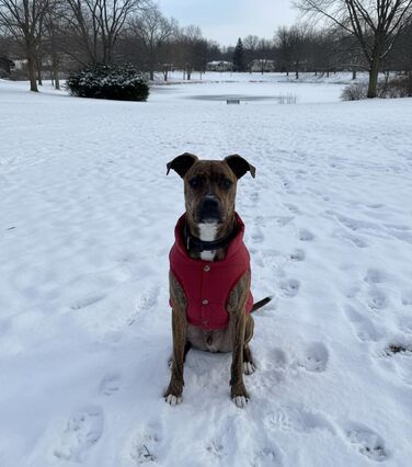Зимовий теплий водонепроникний теплий зимовий одяг для собак великих порід ASENKU, тепла флісова куртка для собак, одяг для собак, 2XL, червоний, XX-Large
