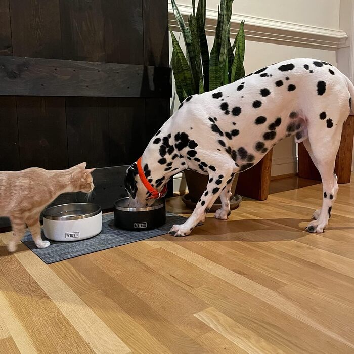 YETI Boomer - годівниця для собак, чорна, 8 літрів
