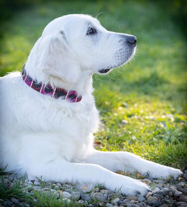 Стильний шкіряний нашийник для собак Jack Russell від Pablo – ручної роботи, регульований, преміум якість