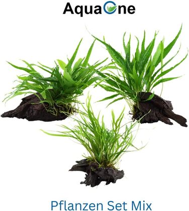 Набір акваріумних рослин AquaOne: 3 шт. на корчі, Microsorum pteropus Jafarn Narrow Trident, середні водні рослини для акваріума