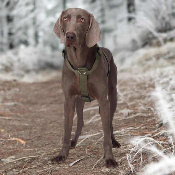 Шлейка для собак FeimaX великих порід, тактична, не тягне, дихаюча, зручна, зелена (L)