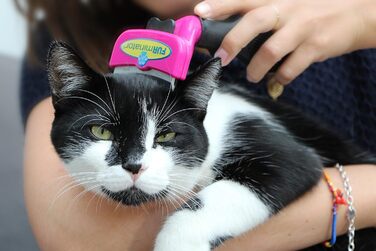 FURminator FURflex, щітка для грумінгу великих котів, інструмент для видалення підшерстя, розмір L без іграшки для видалення шерсті